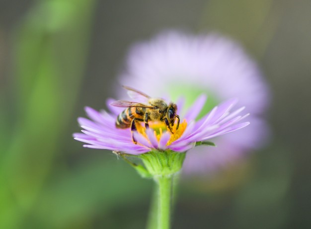 Where pollen comes from