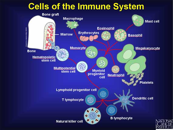 How food allergies affect cells of the immune system.