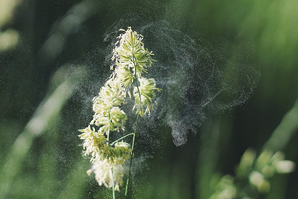 Pollen from grass