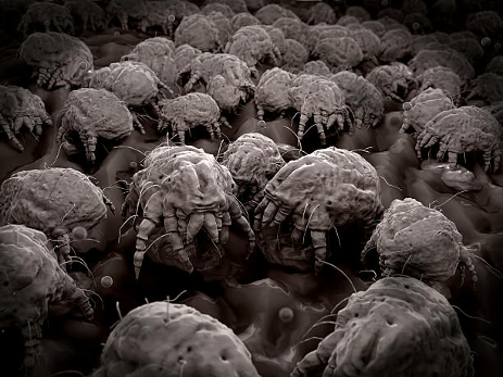 Dust Mites