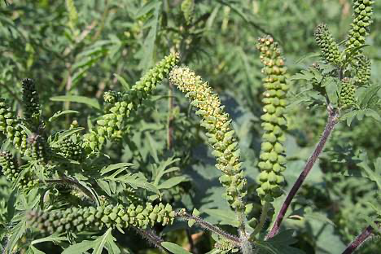 Ragweed Eye Irritation