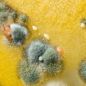 Allergic Reactions At Home: Mold