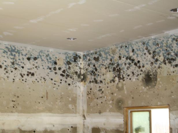 Mold and Mildew