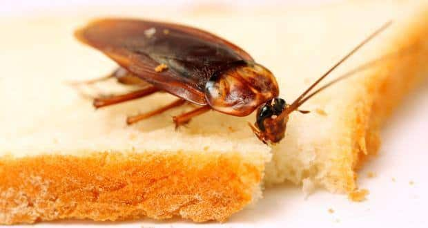 Winter Allergies Cockroach